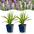 Green boutiQ - Stauden - Liatris Duo - Prachtscharte - Bienen- und Schmetterlingsmagnete - Rosa - Weiß - 24 Pflanzen - Topf 11cm - Höhe 15-25cm