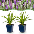 Green boutiQ - Stauden - Liatris Duo - Prachtscharte - Bienen- und Schmetterlingsmagnete - Rosa - Weiß - 24 Pflanzen - Topf 11cm - Höhe 15-25cm