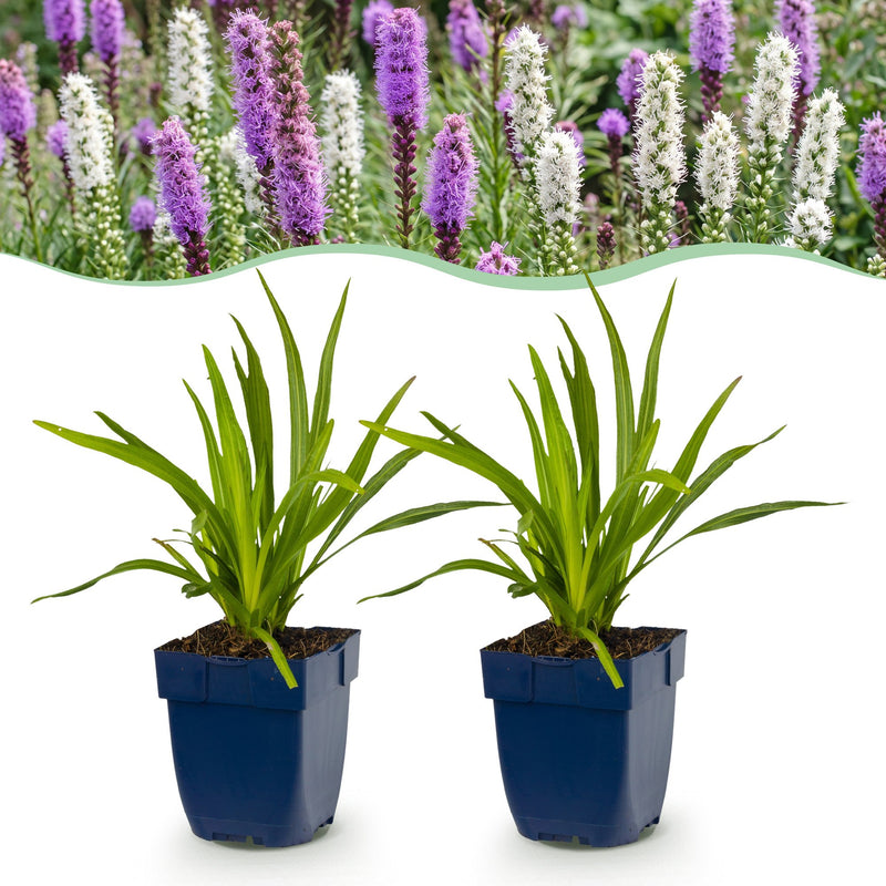 Green boutiQ - Vasteplant - Liatris Duo - Lampenpoetserplant - Bijen- en vlinderlokkers - Roze - Wit - 24 Planten - Pot 11cm - Hoogte 15-25cm