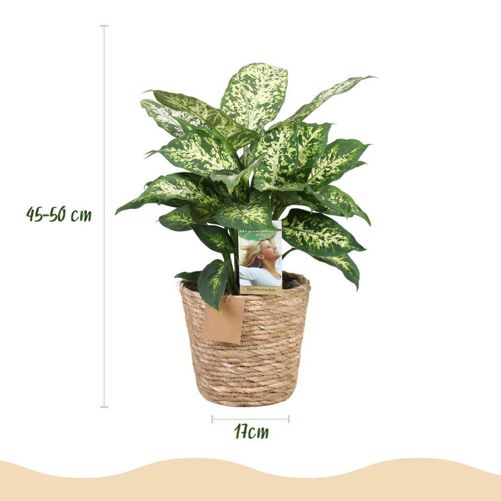Green BoutiQ - Green is... Plantes d'intérieur - Dieffenbachia Compacta - Dieffenbachia - Peu d'entretien - avec panier - Vert - 2 plantes - Pot 17cm - Hauteur 45-50cm