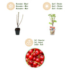 Green boutiQ - Plants fruitiers - Groseillier à grappes - Ribes rubrum Jonkheer van Tets - Rustique - 6 plantes - Pot 9 cm - Groseille rouge