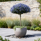 Green boutiQ - Plante sur tige - Ceanothus thyrsiflorus Repens - Plante de terrasse - Feuillage persistant - Rustique - Fleurs violettes - Pot 19 cm Hauteur 90 cm