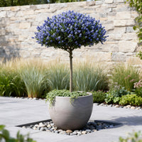 Green boutiQ - Plant op Stam - Ceanothus thyrsiflorus Repens - Terras Plant - Bladhoudend - Winterhard - Paarse Bloem - Pot 19cm Hoogte 90cm