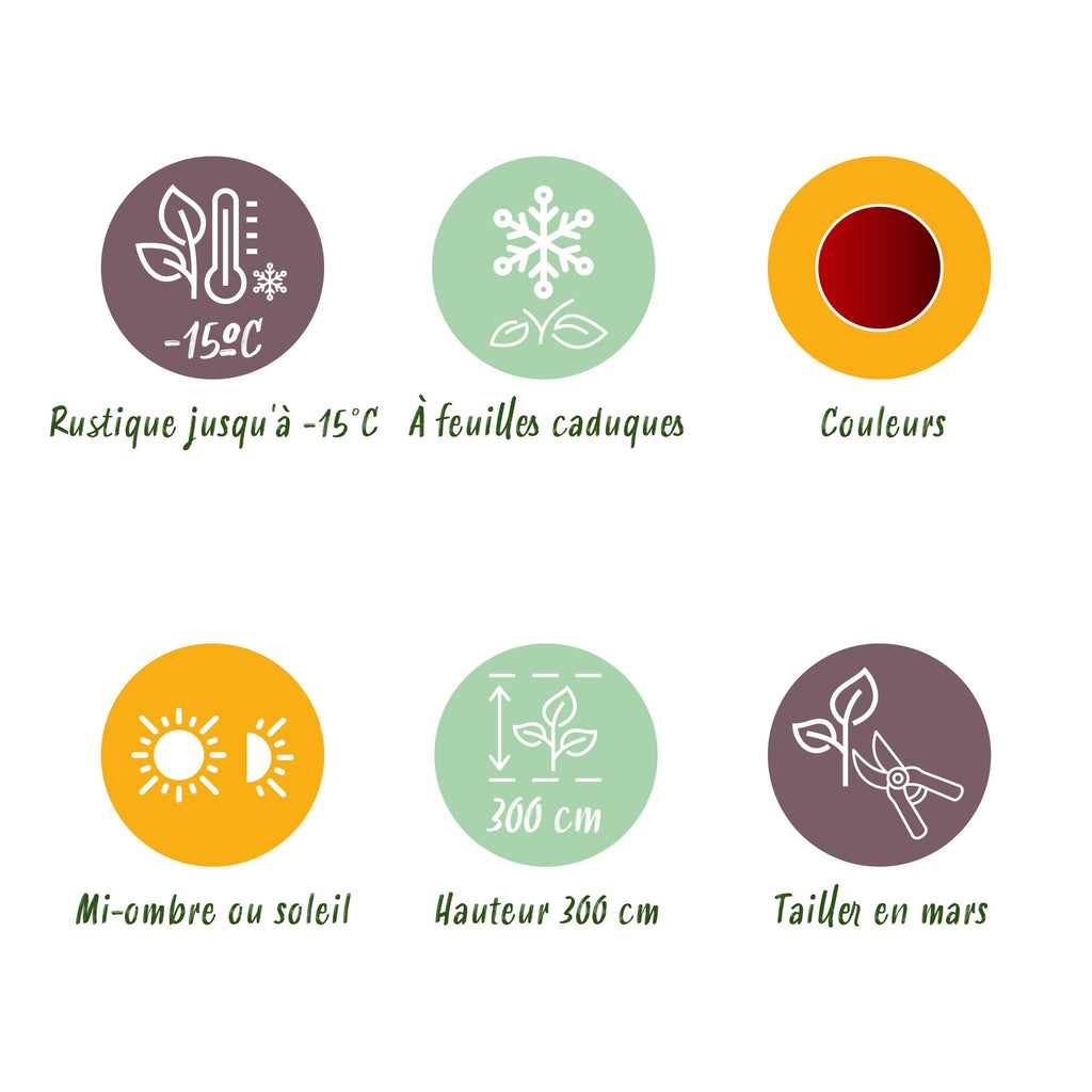 Green boutiQ - Plante de terrasse - Érable du Japon - Acer palmatum Jerre Swarts - Rouge foncé - 2 plantes - Caduc - Pot 19cm Hauteur 70cm