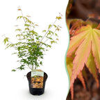 Green boutiQ - Plante de terrasse - Érable du Japon - Acer palmatum Katsura - Orange - 1 plante - Caduc - Pot 19cm Hauteur 70cm