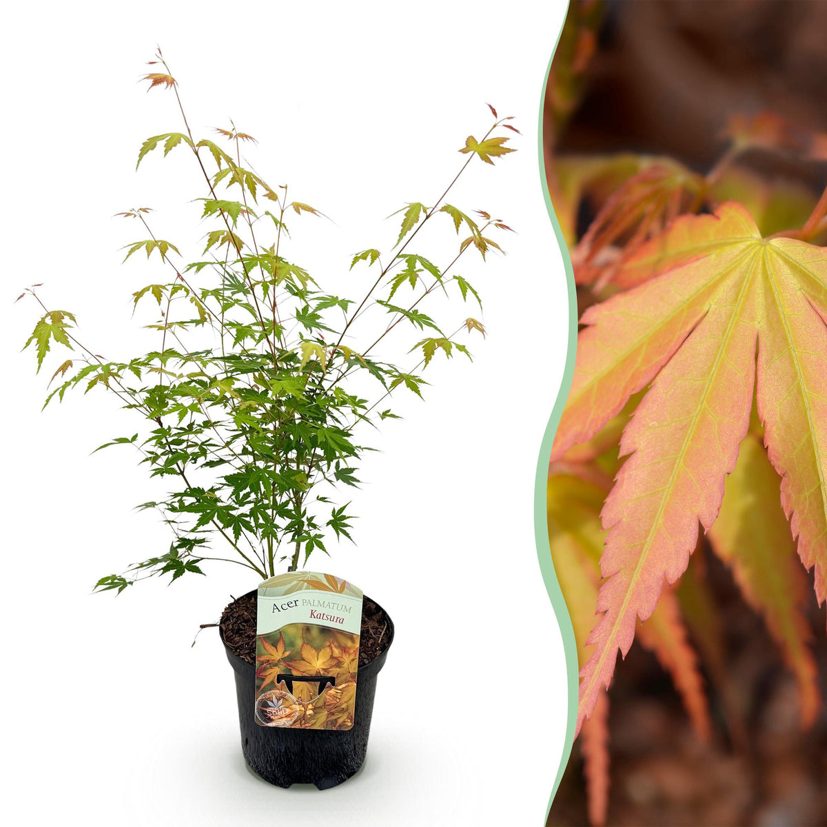 Green boutiQ - Plante de terrasse - Érable du Japon - Acer palmatum Katsura - Orange - 1 plante - Caduc - Pot 19cm Hauteur 70cm