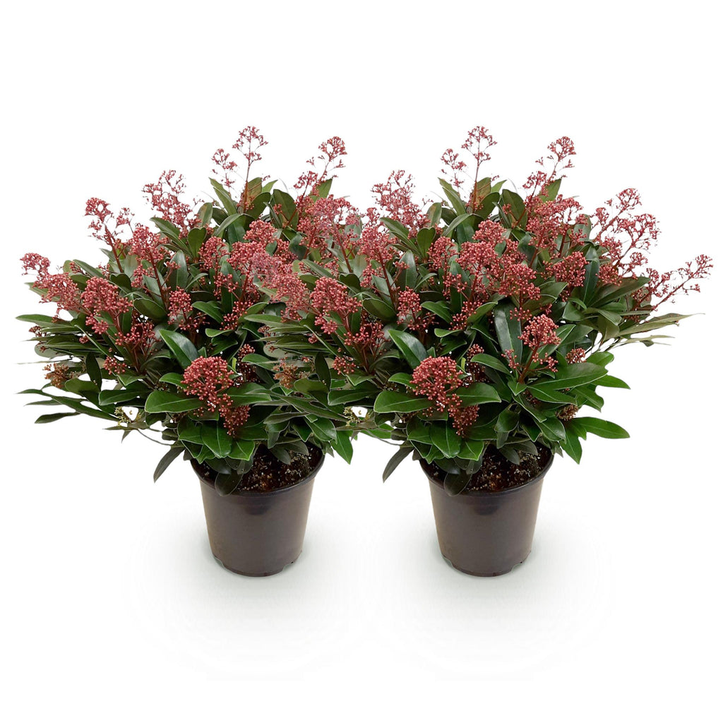 Green boutiQ - Plante de Terrasse - Skimmia japonica Rubella - Fleur Rouge - 40+ Fleurs - 2 Plantes - Résistante au Froid - Pot 19cm Hauteur 60cm