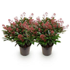 Green boutiQ - Plante de Terrasse - Skimmia japonica Rubella - Fleur Rouge - 40+ Fleurs - 2 Plantes - Résistante au Froid - Pot 19cm Hauteur 60cm