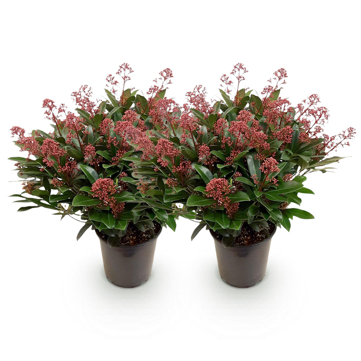 Green boutiQ - Plante de Terrasse - Skimmia japonica Rubella - Fleur Rouge - 40+ Fleurs - 2 Plantes - Résistante au Froid - Pot 19cm Hauteur 60cm