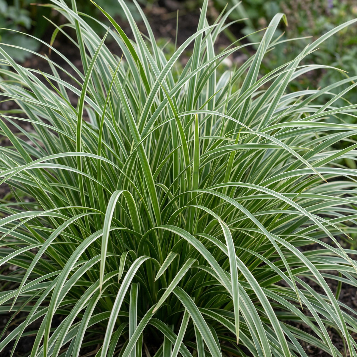 Green boutiQ - Graminées - Carex morrowii Ice Dance - Laîche du Japon - Persistant - Crème-Vert - 6 Plantes - Pot 11cm - Hauteur 15-25cm