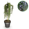 Green boutiQ - Romarin rampant sur tige - Rosmarinus officinalis Prostratus - Plante de terrasse - Feuillage persistant - Rustique - Fleurs violettes - Pot 19 cm, hauteur 90 cm