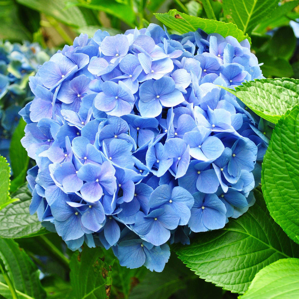 Green boutiQ - Plante de jardin - Hydrangea macrophylla Bleu - Hortensia - Rustique - Bleu - 1 Plante - Pot 12cm - Hauteur 20-30cm
