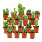 Mini Cactus Set - 18 Pièces - Ø 5.5 cm - Hauteur : 5-10 cm