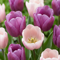 Green boutiQ - Bloembollen - Tulp Macron mix - Diversen Kleuren - 12 stuks - Bolmaat 11/12 - XXL Pack - foto 1