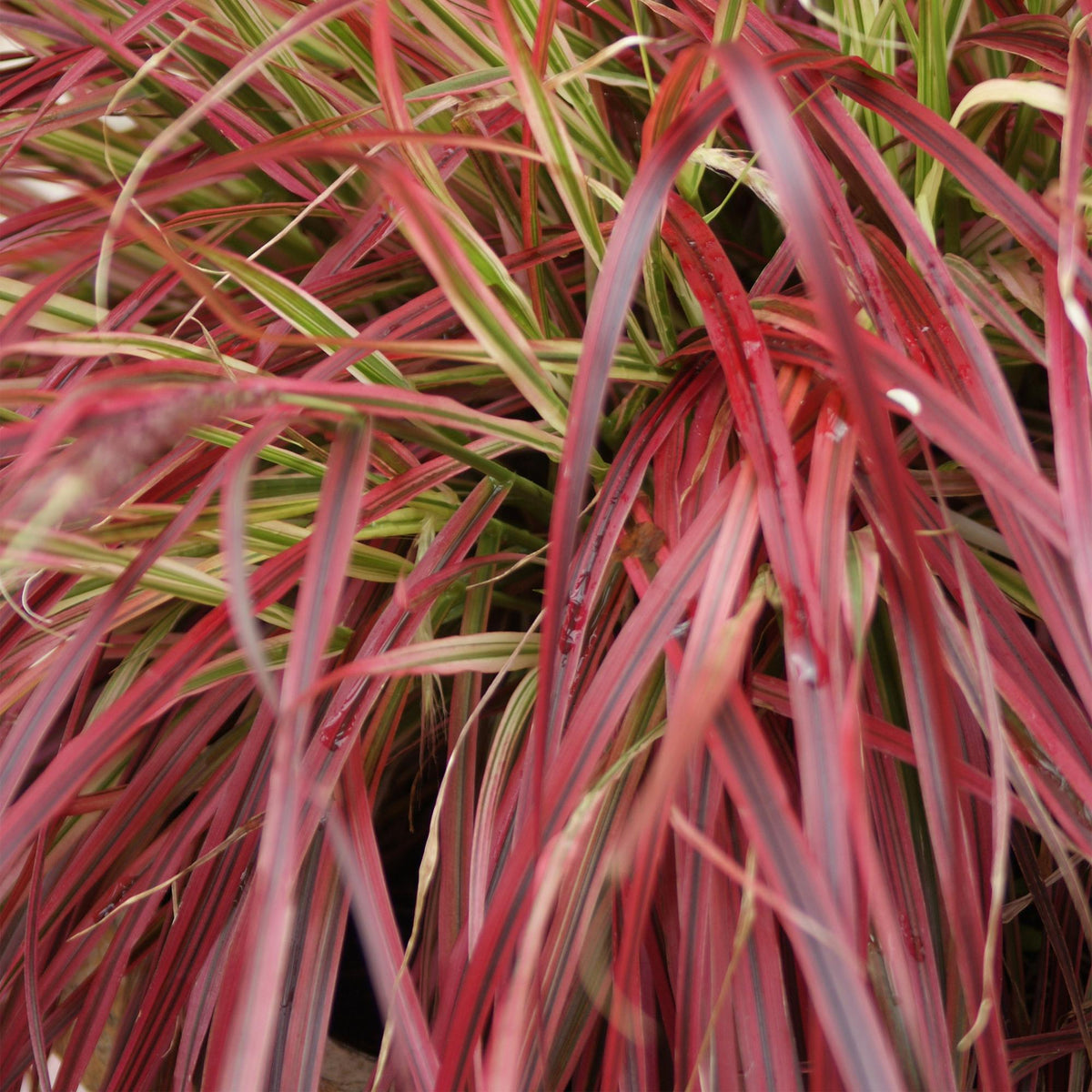 Green boutiQ - Graminées ornementales - Uncinia rubra Everflame - Rouge - 4 plantes - Persistant - Peu d'entretien - Pot 17cm Hauteur 50cm