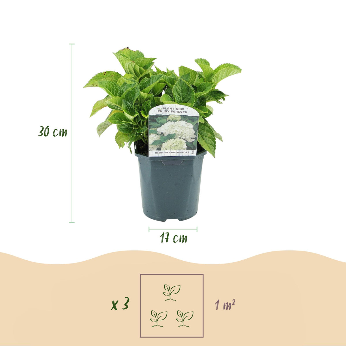 Green boutiQ - Hortensia - Hydrangea macrophylla Blanc - Fleur Blanche - 3 Plantes - 1 m2 - Caduc - Peu d'entretien - Pot 17cm Hauteur 30cm