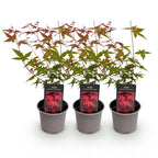 Green boutiQ - Plante de jardin - Acer palmatum Beni-maiko - Rouge - 3 Plantes - Caduc - Peu d'entretien - Pot 12cm Hauteur 35cm