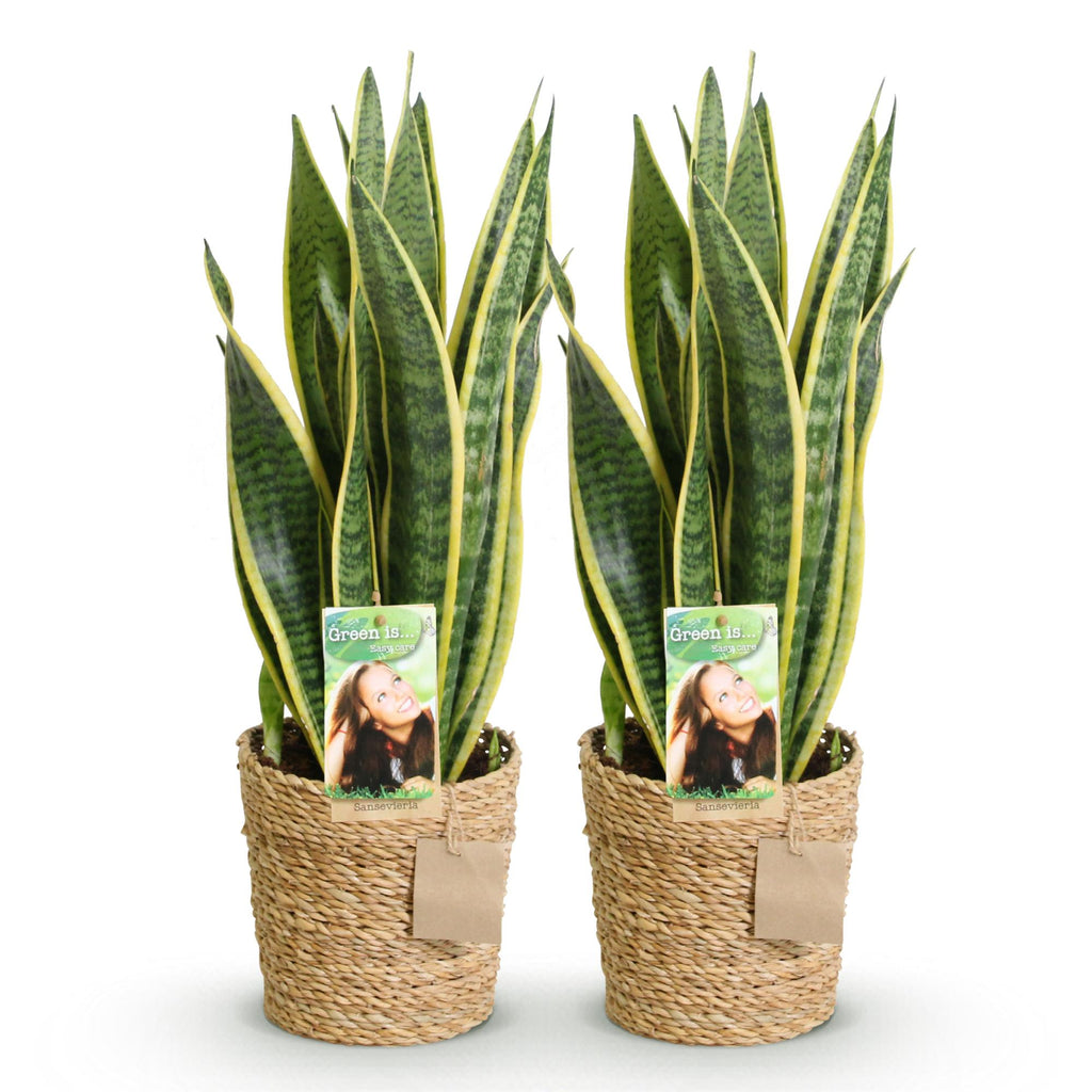 Green BoutiQ - Le vert, c'est... Plantes d'intérieur - Sansevieria Laurentii - Langue de belle-mère - Peu d'entretien - avec panier - Vert - 2 Plantes - Pot 17cm - Hauteur 60-70cm