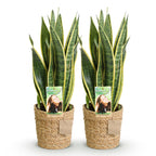 Green BoutiQ - Le vert, c'est... Plantes d'intérieur - Sansevieria Laurentii - Langue de belle-mère - Peu d'entretien - avec panier - Vert - 2 Plantes - Pot 17cm - Hauteur 60-70cm