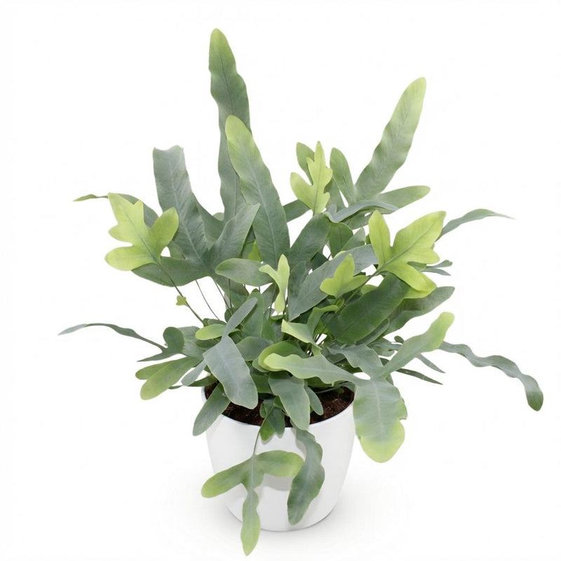 Green boutiQ - Kamerplant - Phlebodium aureum Blue Star - Blauwe Varen - Huisdiervriendelijke Plant - Blauw - 1 Plant - met Potter Wit - Pot 12cm - Hoogte 25cm