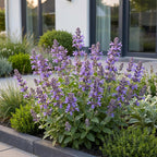Green boutiQ - Plante vivace - Nepeta nerv. Neptune - Herbe aux chats - Attire les abeilles et les papillons - Violet - 1 plante - Pot 11cm - Hauteur 15-25cm