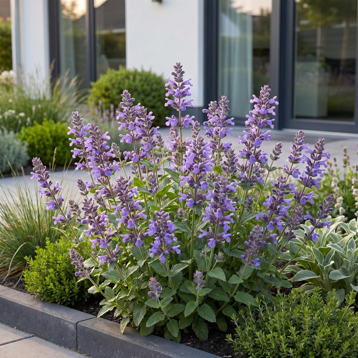 Green boutiQ - Plante vivace - Nepeta nerv. Neptune - Herbe aux chats - Attire les abeilles et les papillons - Violet - 1 plante - Pot 11cm - Hauteur 15-25cm