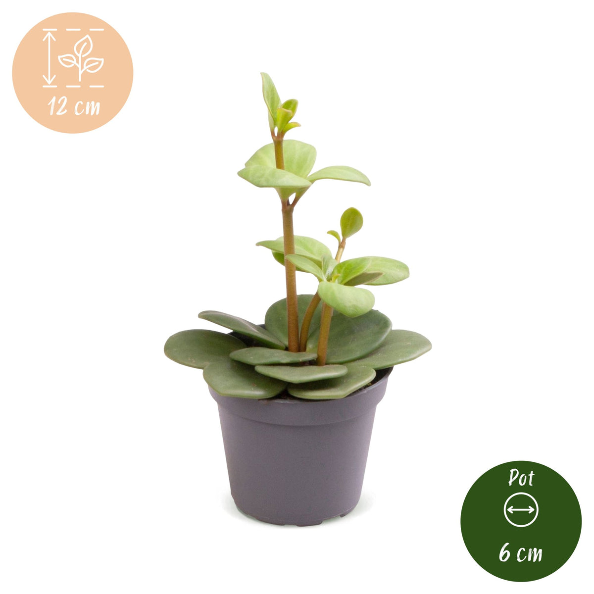 Peperomia Hope - Hope Peperomia - Green - Tropical - Ø6cm - ↕12cm