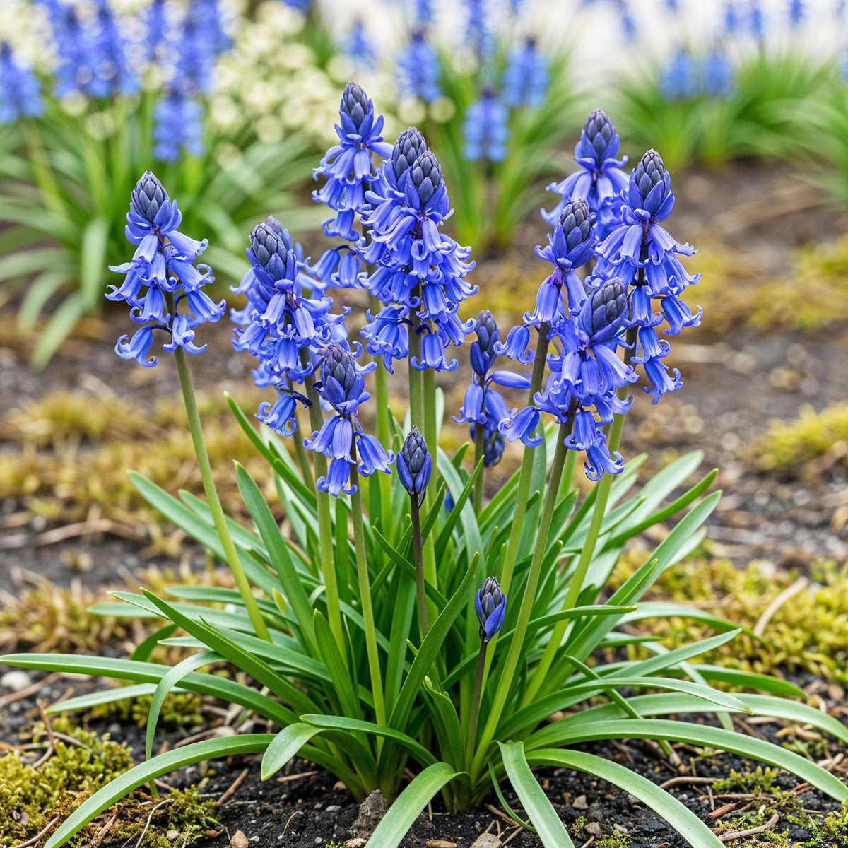 Green boutiQ - Bloembollen - Hyacinthoides non Scripta - Kleur Blauw - 20 stuks - Bolmaat 7/8 - XXL Pack