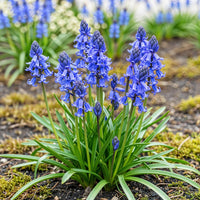 Green boutiQ - Bloembollen - Hyacinthoides non Scripta - Kleur Blauw - 20 stuks - Bolmaat 7/8 - XXL Pack