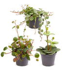 3x Baby Peperomia Mix - Green - Red - Tropical - Ø6cm - ↕5-15cm