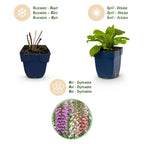Green boutiQ - Stauden - Digitalis Tricolour - Fingerhut - Schatten - Rosa - Lila - Weiß - 12 Pflanzen - Topf 11cm - Höhe 15-25cm