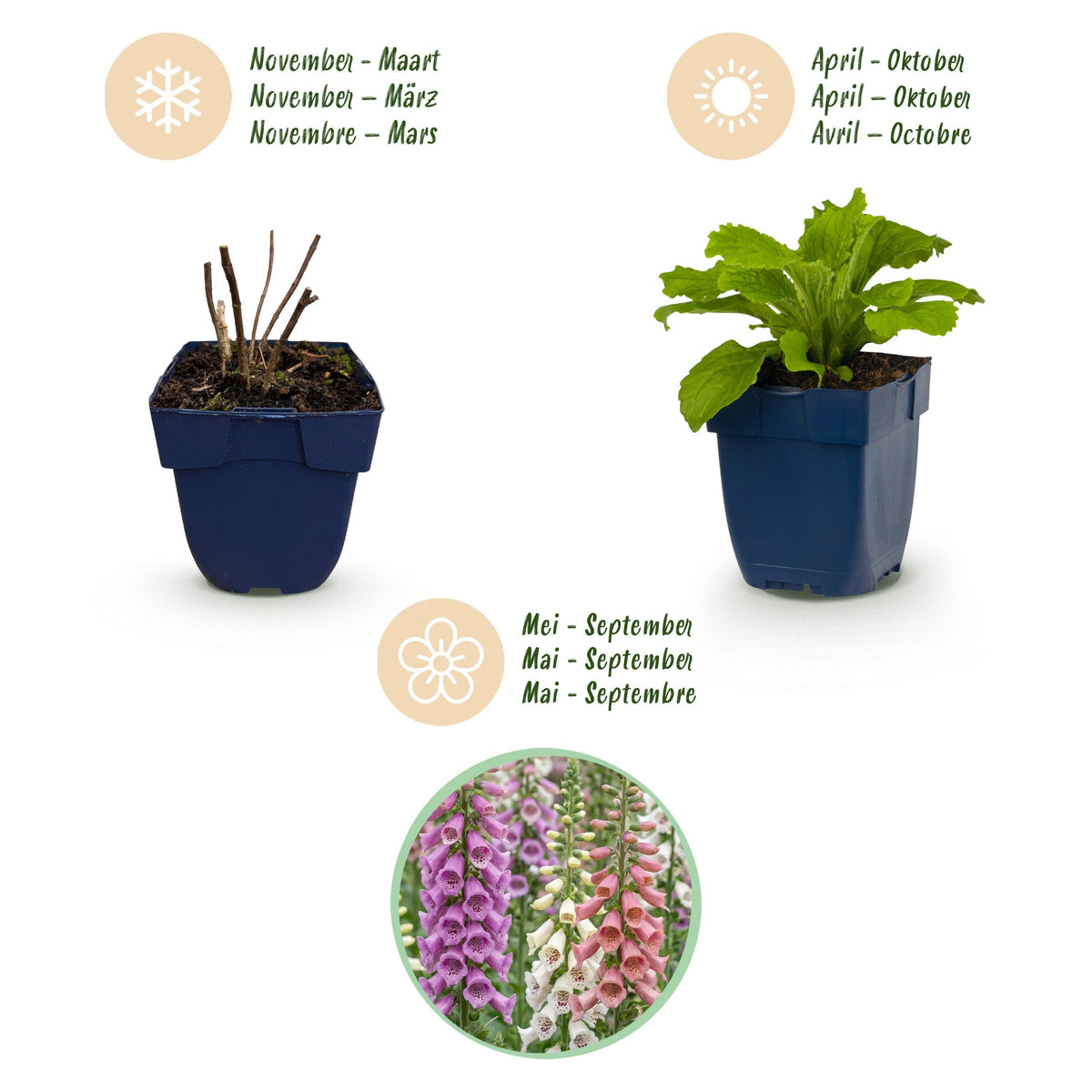 Green boutiQ - Stauden - Digitalis Tricolour - Fingerhut - Schatten - Rosa - Lila - Weiß - 12 Pflanzen - Topf 11cm - Höhe 15-25cm