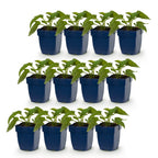 Green boutiQ - Stauden - Rudbeckia fulg. Goldsturm - Gewöhnlicher Sonnenhut - Bienen- und Schmetterlingsmagnet - Gelb - 12 Pflanzen - Topf 11 cm - Höhe 15-25 cm