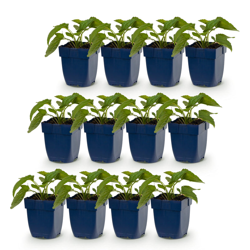 Green boutiQ - Perennial - Rudbeckia fulg. Goldsturm - Yellow Coneflower - Bee and Butterfly Attractors - Yellow - 12 Plants - Pot 11cm - Height 15-25cm