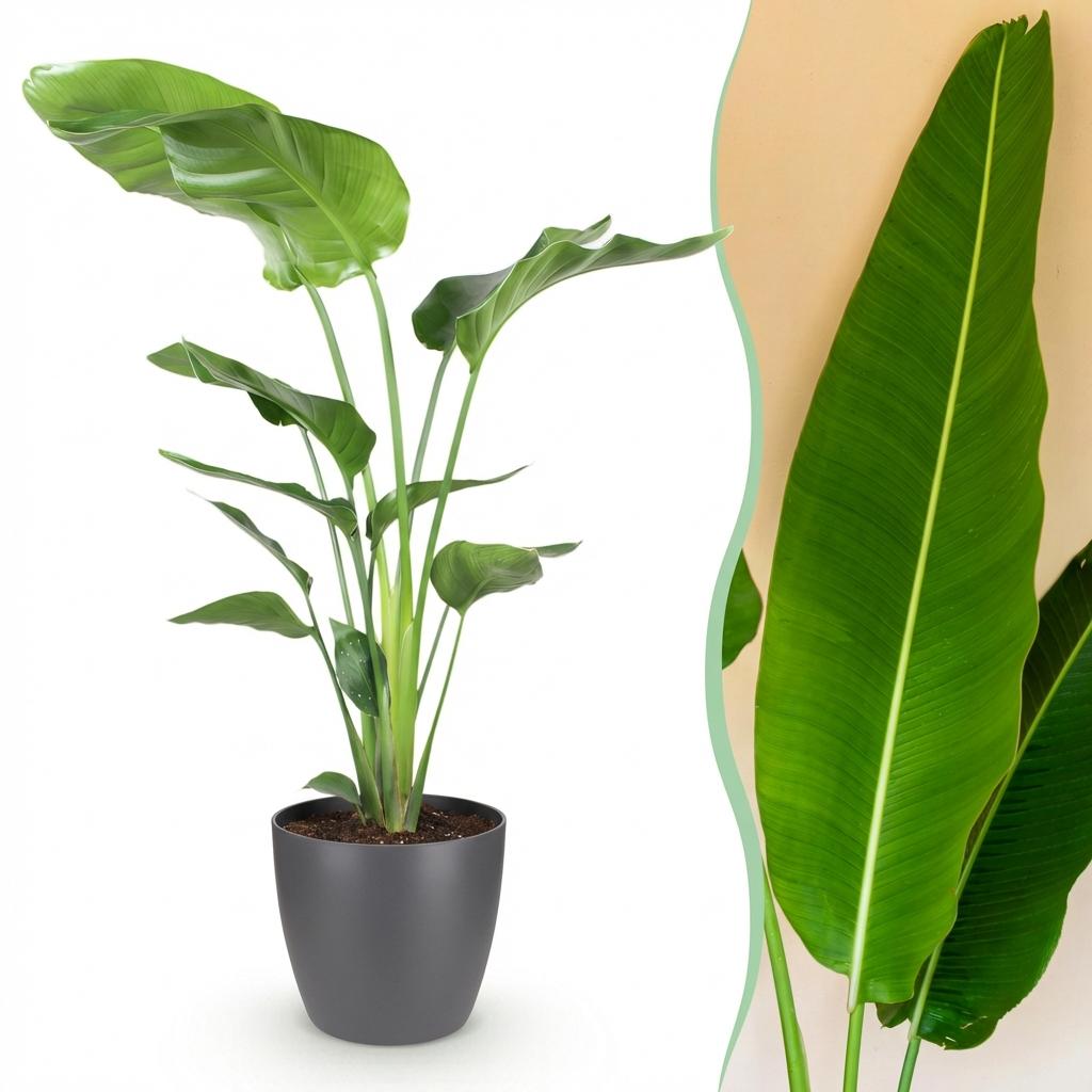 Green BoutiQ - Plantes d'intérieur - Strelitzia Nicolai - Oiseau du paradis - Peu d'entretien - Vert - 1 plante - avec pot gris - Pot 21 cm - Hauteur 110-120 cm