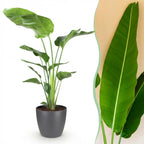 Green BoutiQ - Plantes d'intérieur - Strelitzia Nicolai - Oiseau du paradis - Peu d'entretien - Vert - 1 plante - avec pot gris - Pot 21 cm - Hauteur 110-120 cm