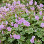 Green boutiQ - Stauden - Geranium cant. Cambridge - Storchschnabel - Bodendeckend - Hellrosa - 12 Pflanzen - Topf 11cm - Höhe 15-25cm