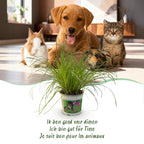 Green boutiQ - Plante d'intérieur - Cyperus alternifolius Zumula - Herbe à chat - Plante adaptée aux animaux de compagnie - Vert - 1 plante - avec pot gris - Pot 12 cm - Hauteur 20 cm