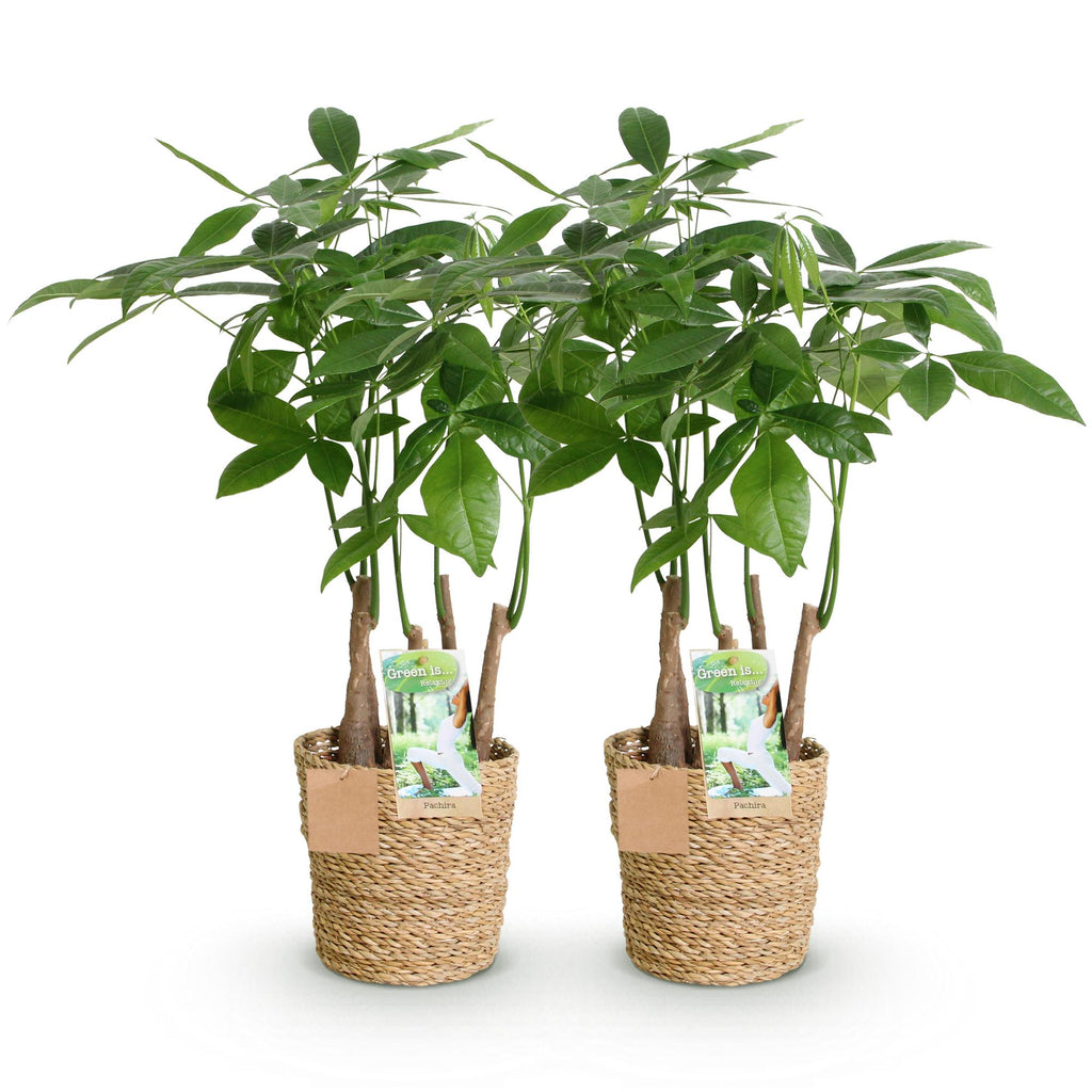 Green BoutiQ - Le vert, c'est... Plantes d'intérieur - Pachira Aquatica multi-troncs - Arbre à monnaie - Peu d'entretien - avec panier - Vert - 2 plantes - Pot 17cm - Hauteur 50-55cm