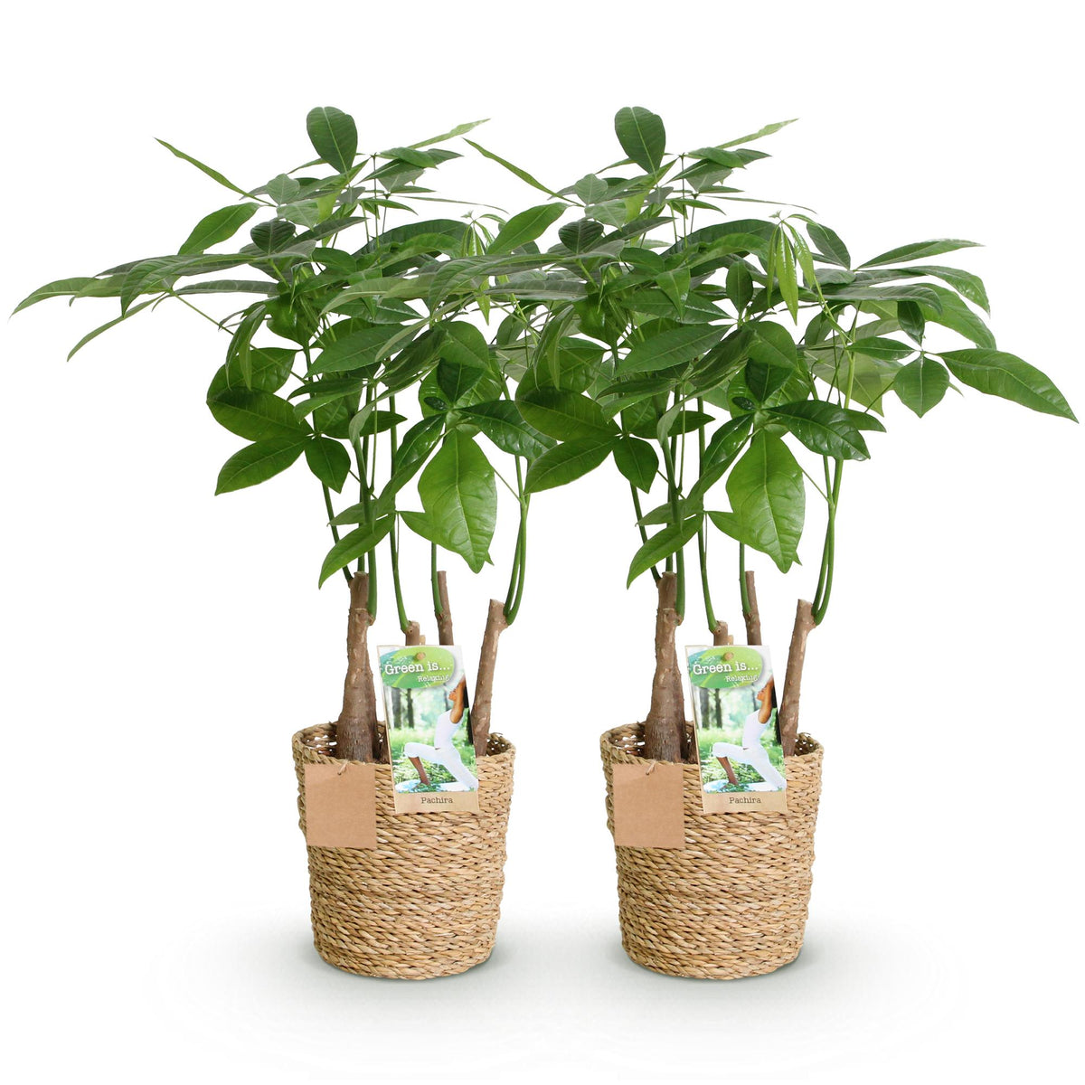 Green BoutiQ - Le vert, c'est... Plantes d'intérieur - Pachira Aquatica multi-troncs - Arbre à monnaie - Peu d'entretien - avec panier - Vert - 2 plantes - Pot 17cm - Hauteur 50-55cm
