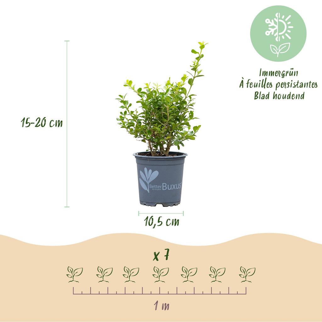 Green boutiQ - Haie de buis - BetterBuxus Babylon Beauty - Résistant à la maladie du dépérissement du buis - 7 plantes - 1 mètre linéaire - pot 10,5 cm hauteur 25-30