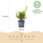 Green boutiQ - Haie de buis - BetterBuxus Babylon Beauty - Résistant à la maladie du dépérissement du buis - 7 plantes - 1 mètre linéaire - pot 10,5 cm hauteur 25-30