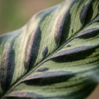 Green boutiQ - Plante d'intérieur - Plante paon - Calathea Makoyana - Vert - Entretien facile - 1 plante - Pot 19 cm - Hauteur 70 cm