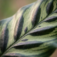 Green boutiQ - Kamerplant - Pauwenplant - Calathea Makoyana - Groen - Weinig onderhoud - 1 Plant - Pot 19cm - Hoogte 70cm