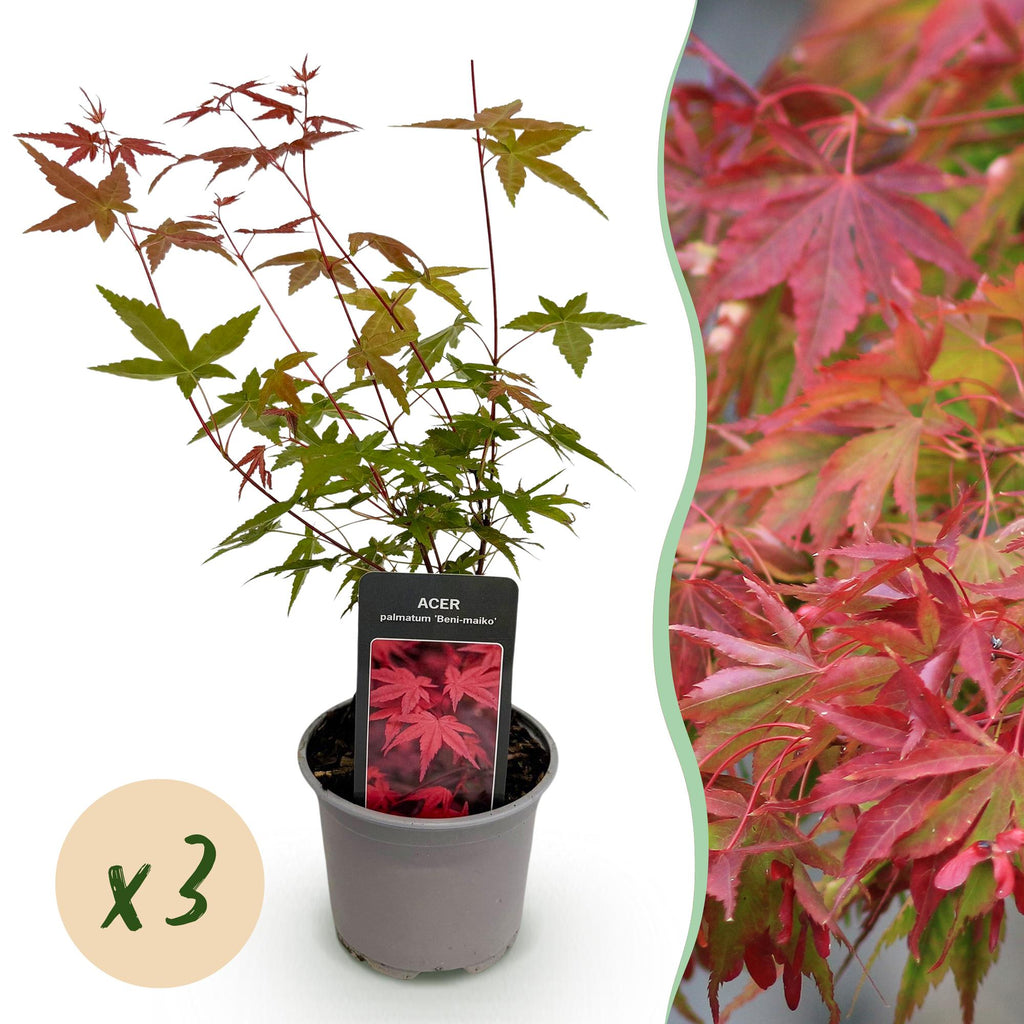 Green boutiQ - Plante de jardin - Acer palmatum Beni-maiko - Rouge - 3 Plantes - Caduc - Peu d'entretien - Pot 12cm Hauteur 35cm