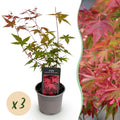 Green boutiQ - Plante de jardin - Acer palmatum Beni-maiko - Rouge - 3 Plantes - Caduc - Peu d'entretien - Pot 12cm Hauteur 35cm