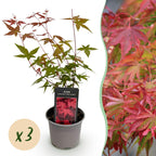 Green boutiQ - Plante de jardin - Acer palmatum Beni-maiko - Rouge - 3 Plantes - Caduc - Peu d'entretien - Pot 12cm Hauteur 35cm
