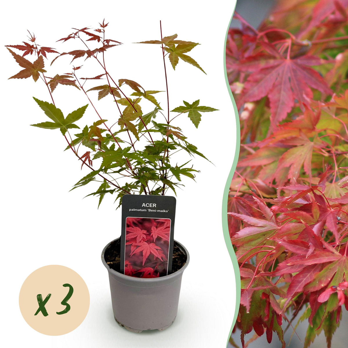 Green boutiQ - Plante de jardin - Acer palmatum Beni-maiko - Rouge - 3 Plantes - Caduc - Peu d'entretien - Pot 12cm Hauteur 35cm