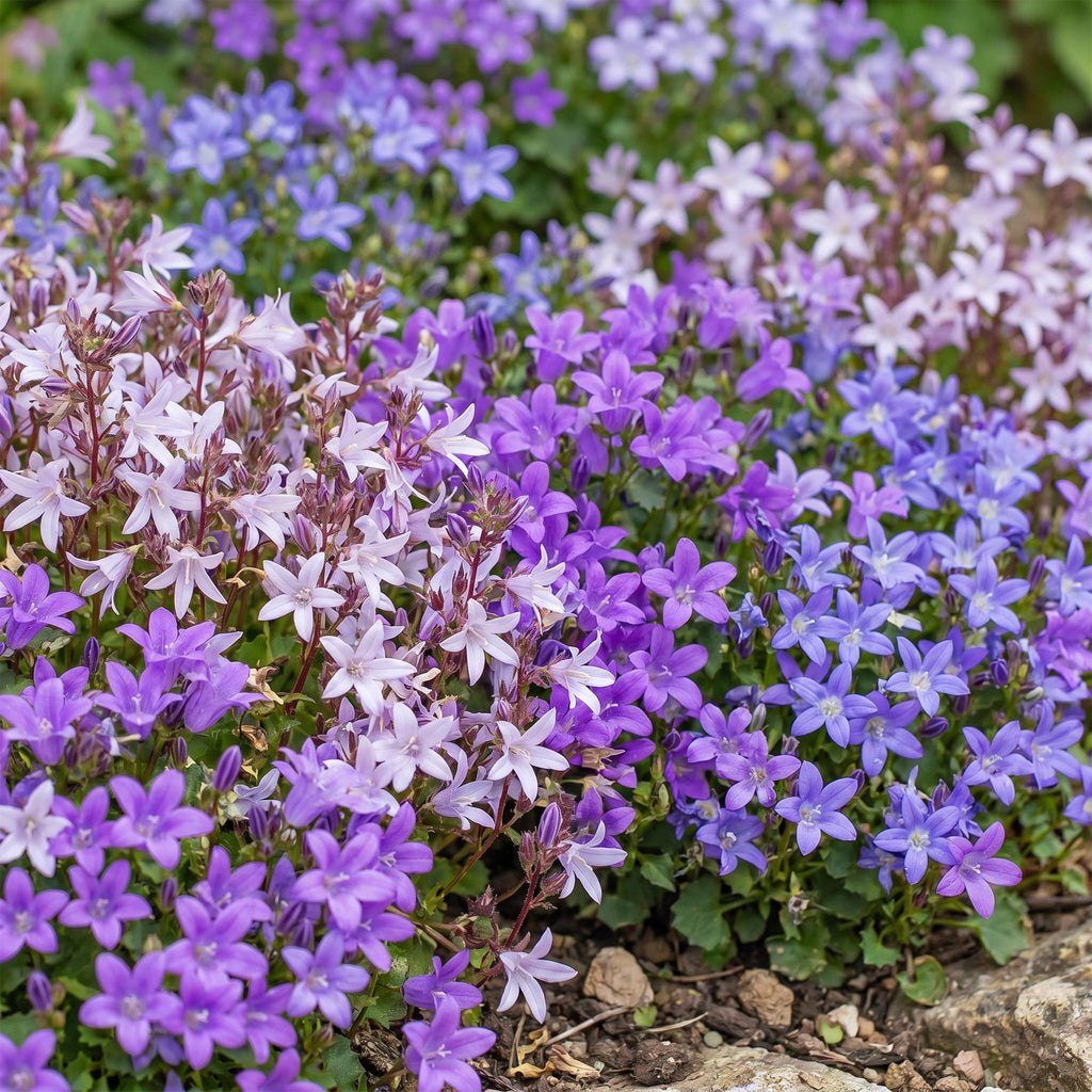 Green boutiQ - Stauden - Campanula portenschlagiana Tricolour - Dalmatiner-Glockenblume - Bodendeckend - Violett - Rosa - Weiß - 12 Pflanzen - Topf 11cm - Höhe 15-25cm