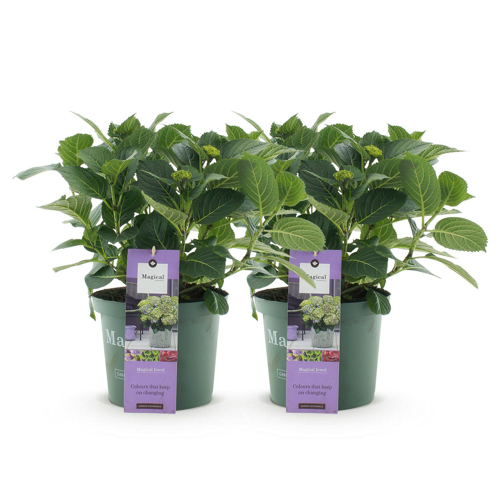 Green boutiQ - Terrassenpflanze - Hortensie - Hydrangea Magical Jewel Blue - Blau - 6-10 Blüten - 2 Pflanzen - Topf 23cm Höhe 55cm